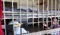 النظام القرغيزي يعتقل خمس نساء  بتهمة الانتماء لحزب التحرير
